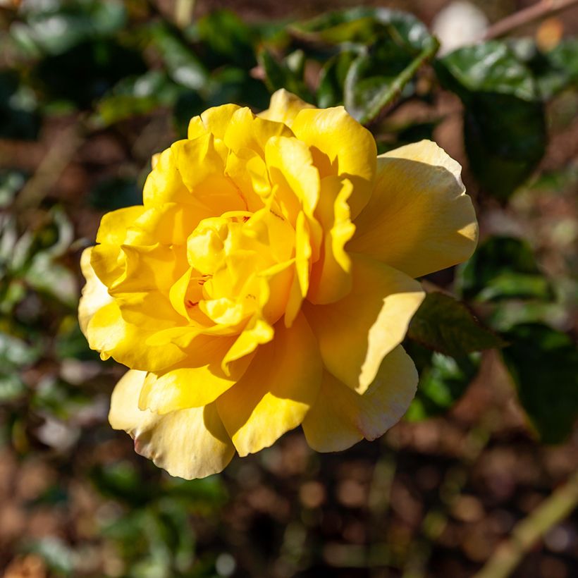 Rosa Golden Showers - Grootbloemige Klimroos (Blad)