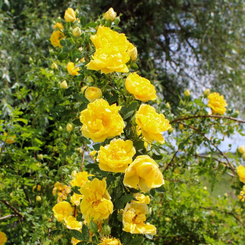 Rosa Golden Showers - Grootbloemige Klimroos (Groeiplaats)