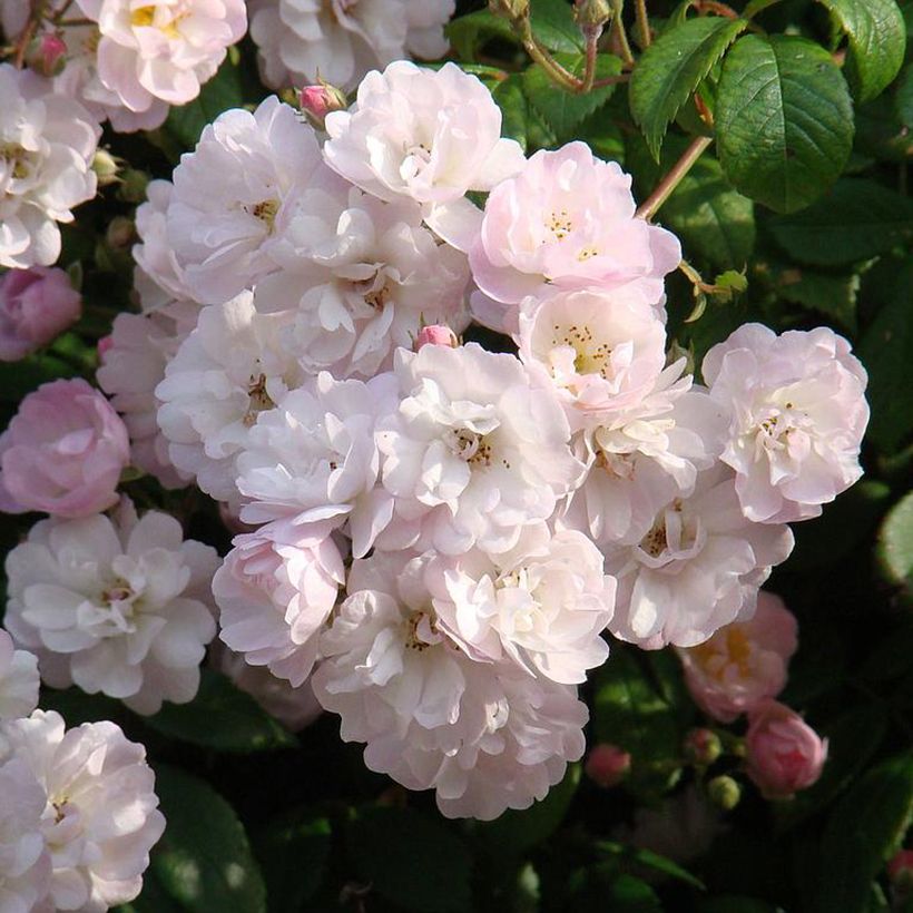 Rosa Guirlande Rose - Klimroos (Bloei)