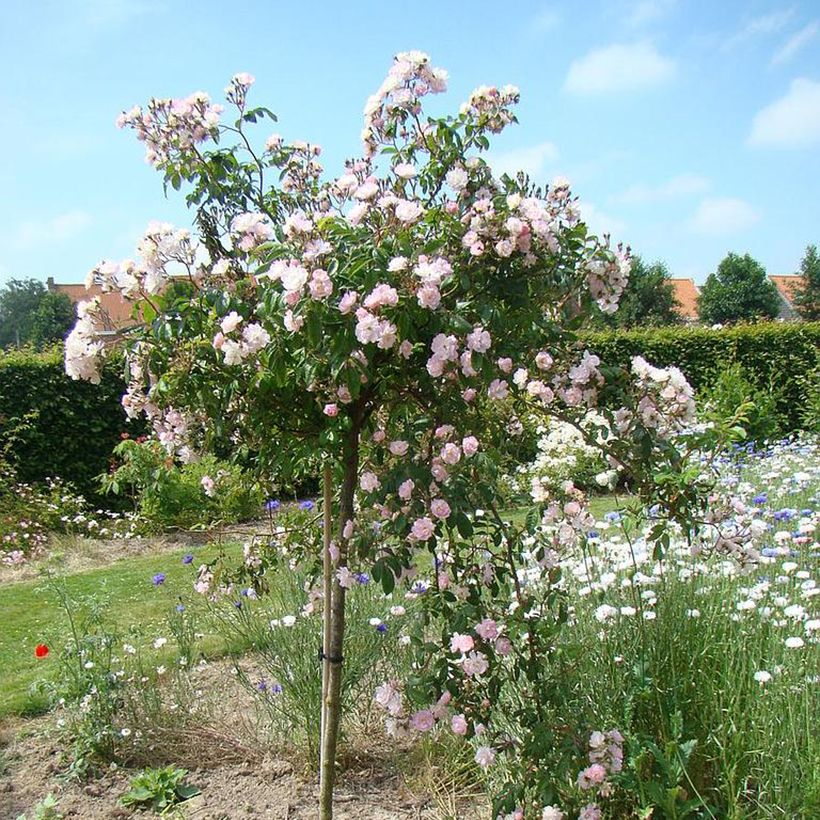 Rosa Guirlande Rose - Klimroos (Groeiplaats)