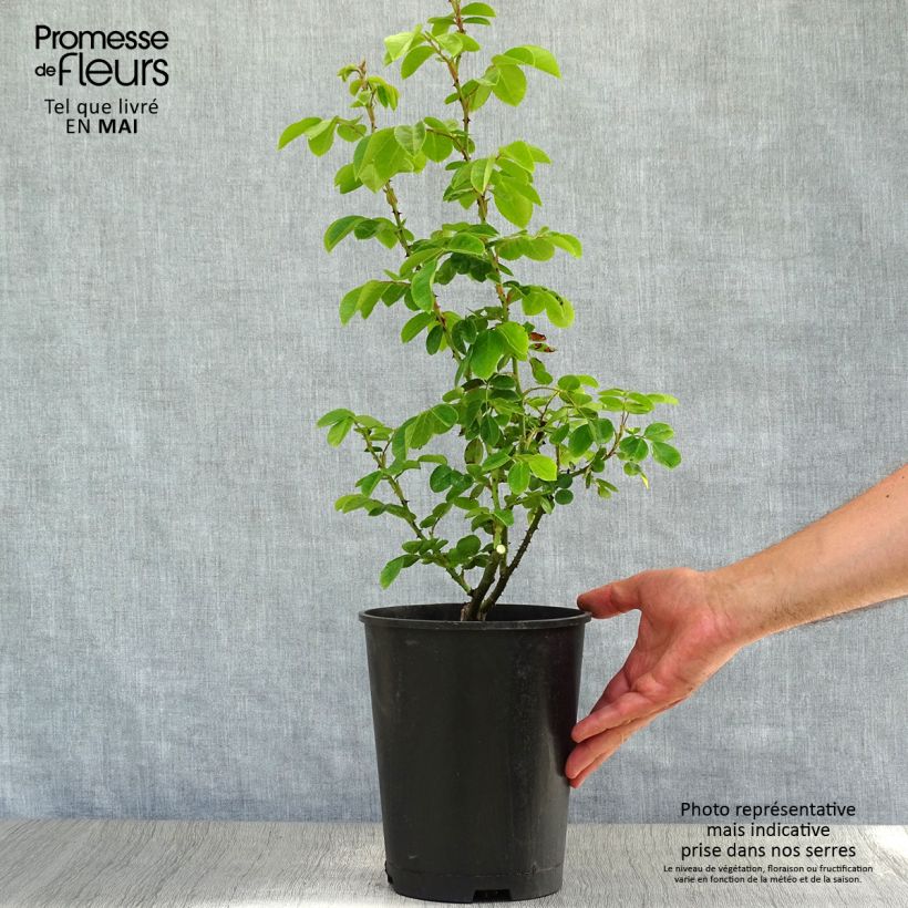 Example of Rosa Jasmina - Klimroos Pot van 4 l/5 l as you get in printemps