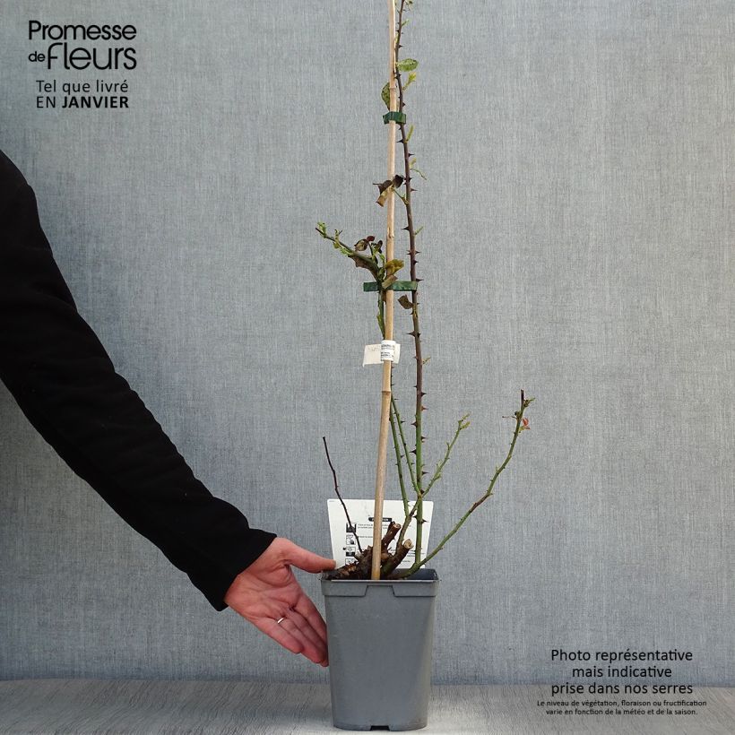 Exemplaar van Rosa Claude Monet - Doorbloeiende Klimroos Pot van 3 l/4 l zoals geleverd in de winter