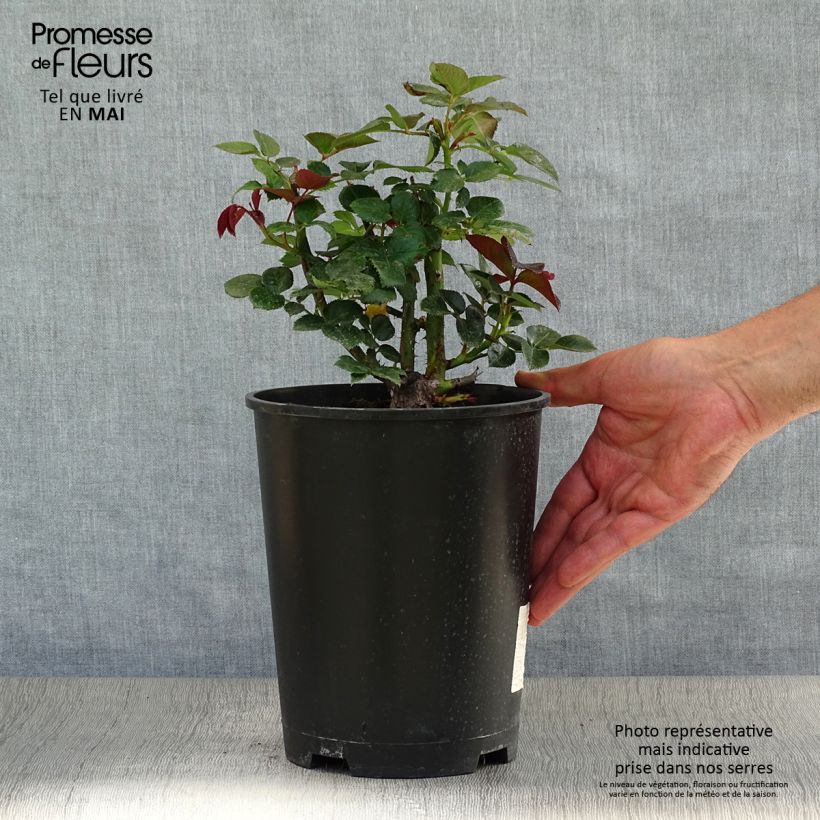 Example of Rosa Red Flame - Grootbloemige Klimroos Pot van 4 l/5 l as you get in printemps