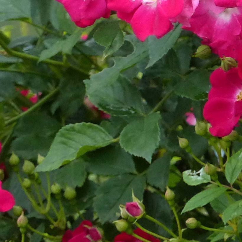 Rosa Libertas - Klimroos (Foliage)
