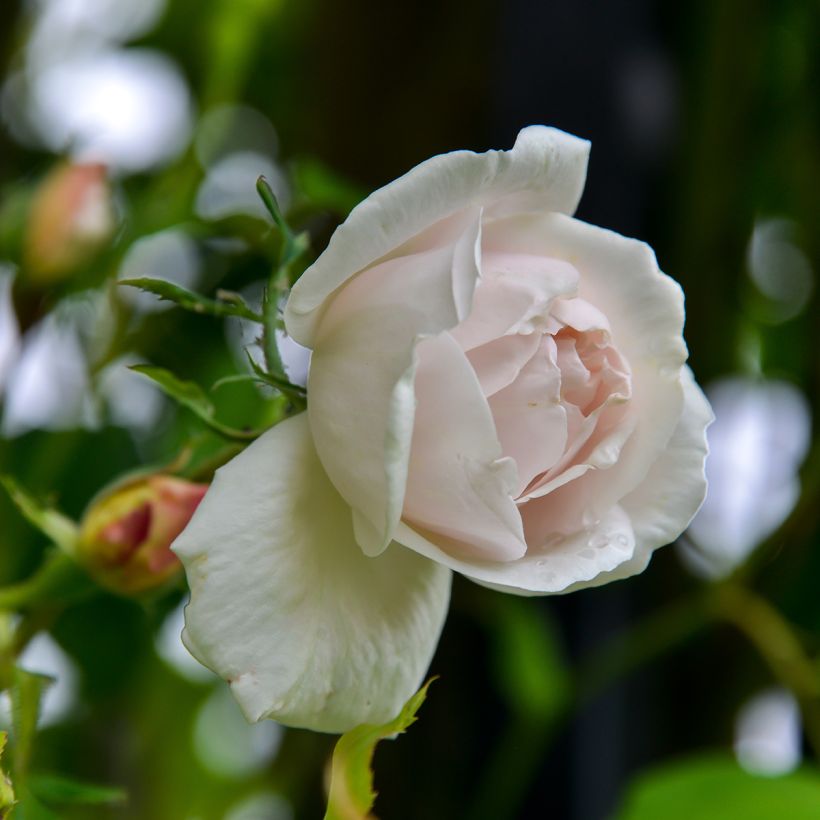 Rosa Madame Alfred Carrière - Klimroos (Flowering)