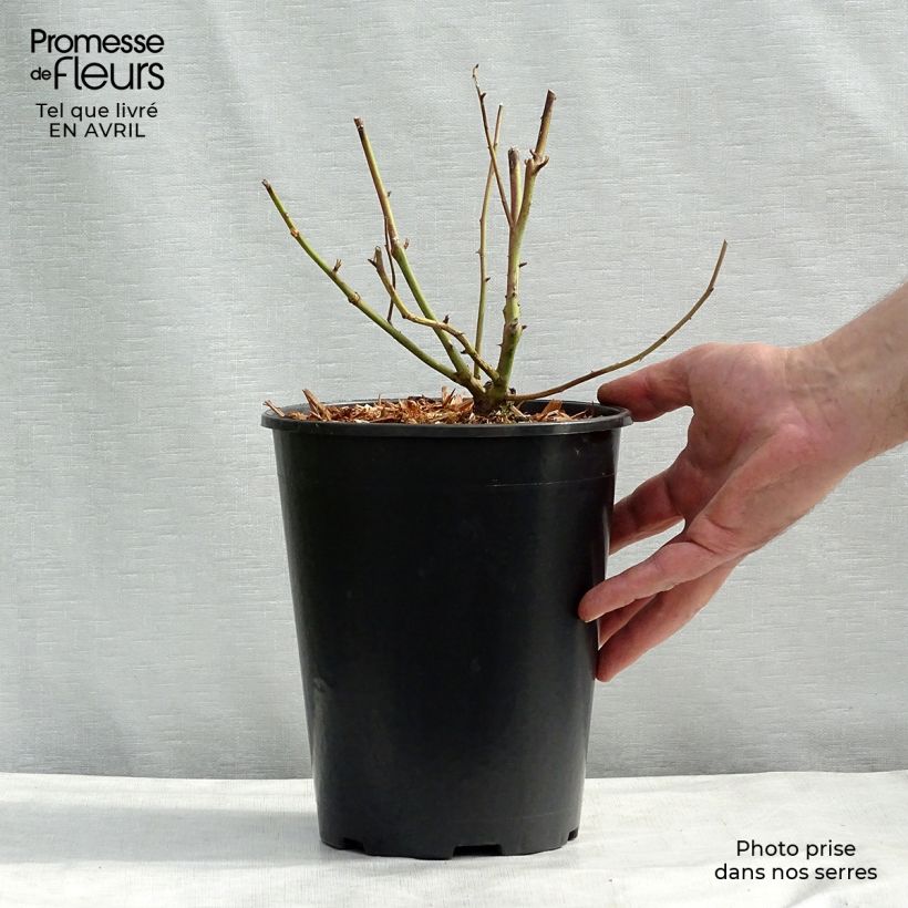 Example of Rosa Madame Alfred Carrière - Klimroos Pot van 4 l/5 l as you get in printemps