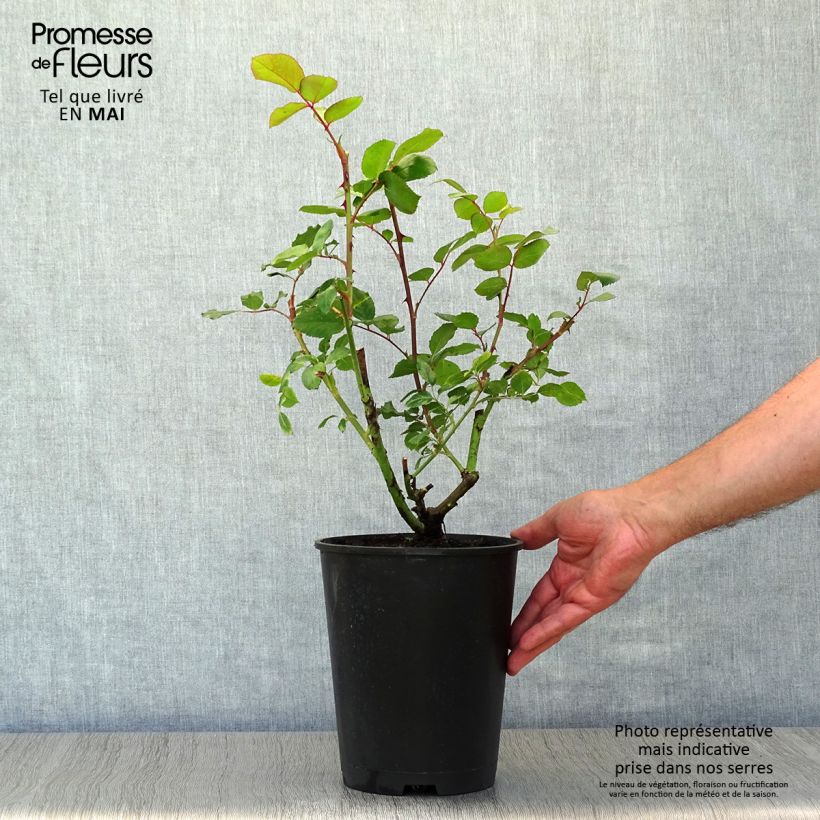 Example of Rosa Mini Eden Rose - Klimroos Pot van 4 l/5 l as you get in printemps