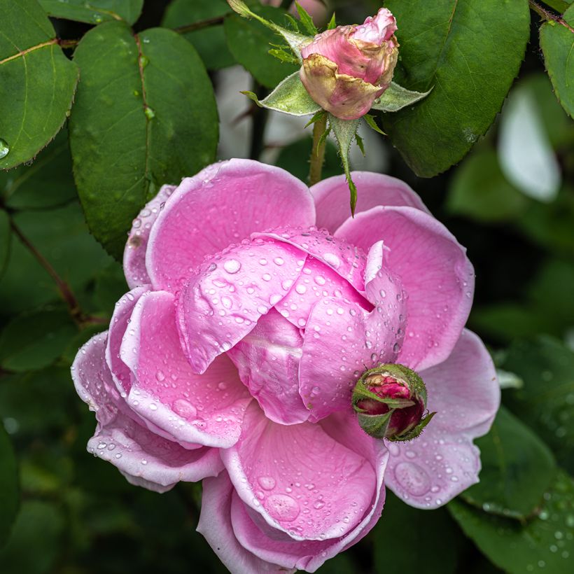 Rosa Madame Caroline Testout - Klimroos (Bloei)