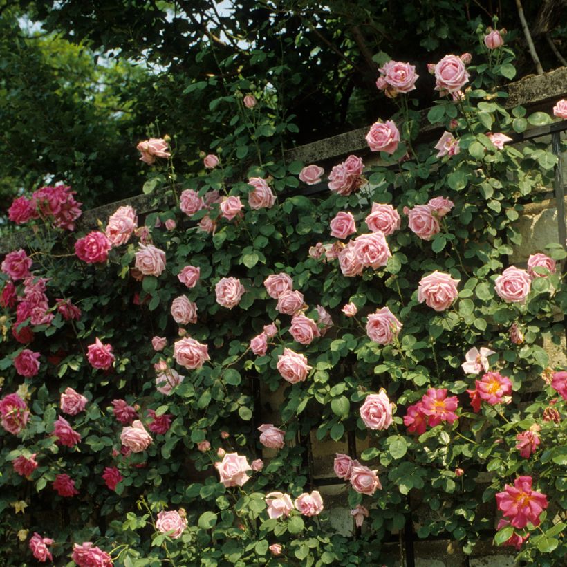 Rosa Madame Caroline Testout - Klimroos (Groeiplaats)