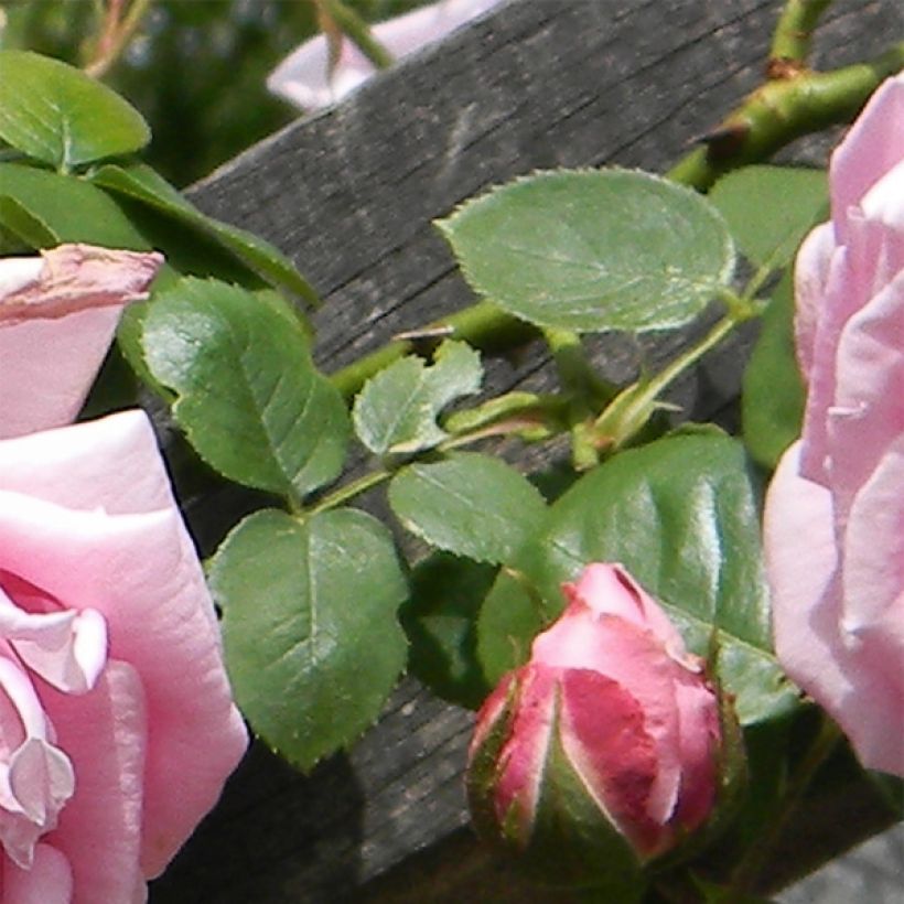 Rosa Madame Caroline Testout - Klimroos (Blad)