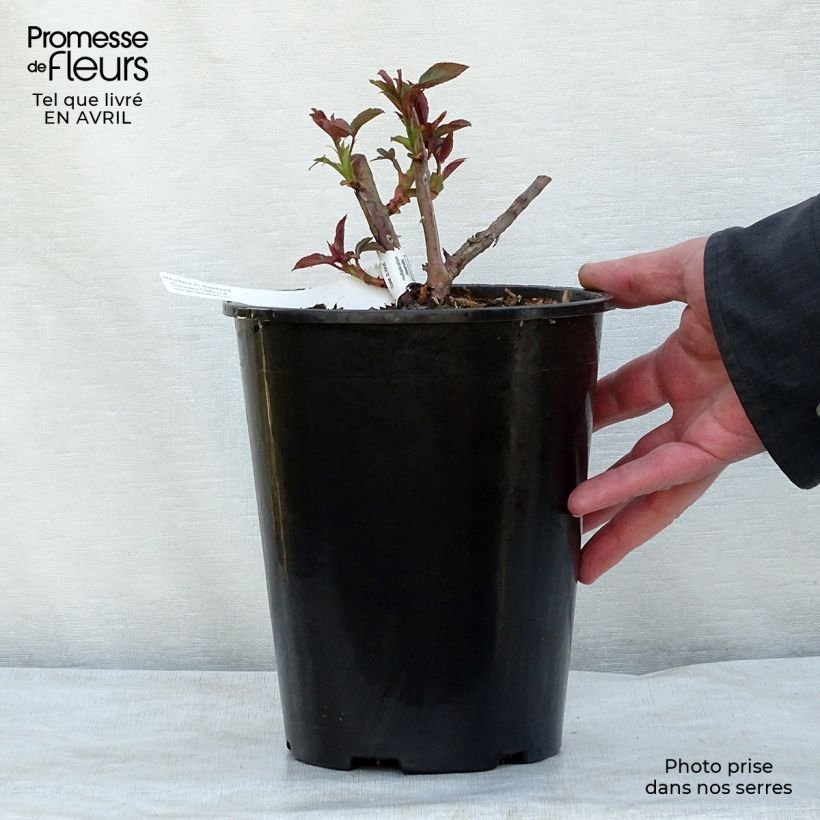 Exemplaar van Rosa Nahéma - Doorbloeiende Klimroos Pot van 3 l/4 l zoals geleverd in de lente
