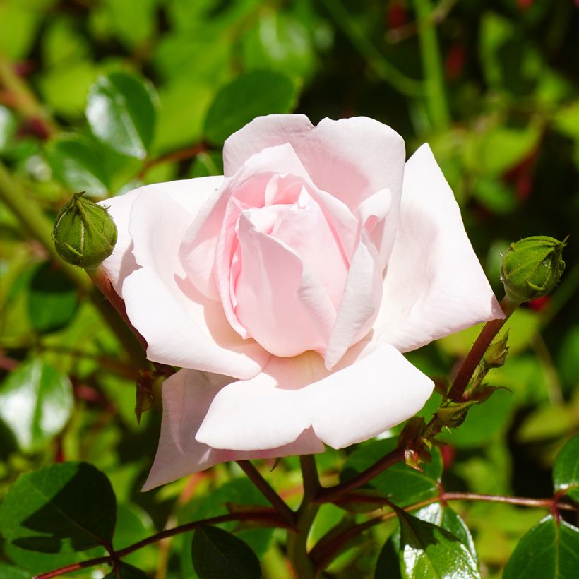 Rosa New Dawn - Klimroos (Flowering)