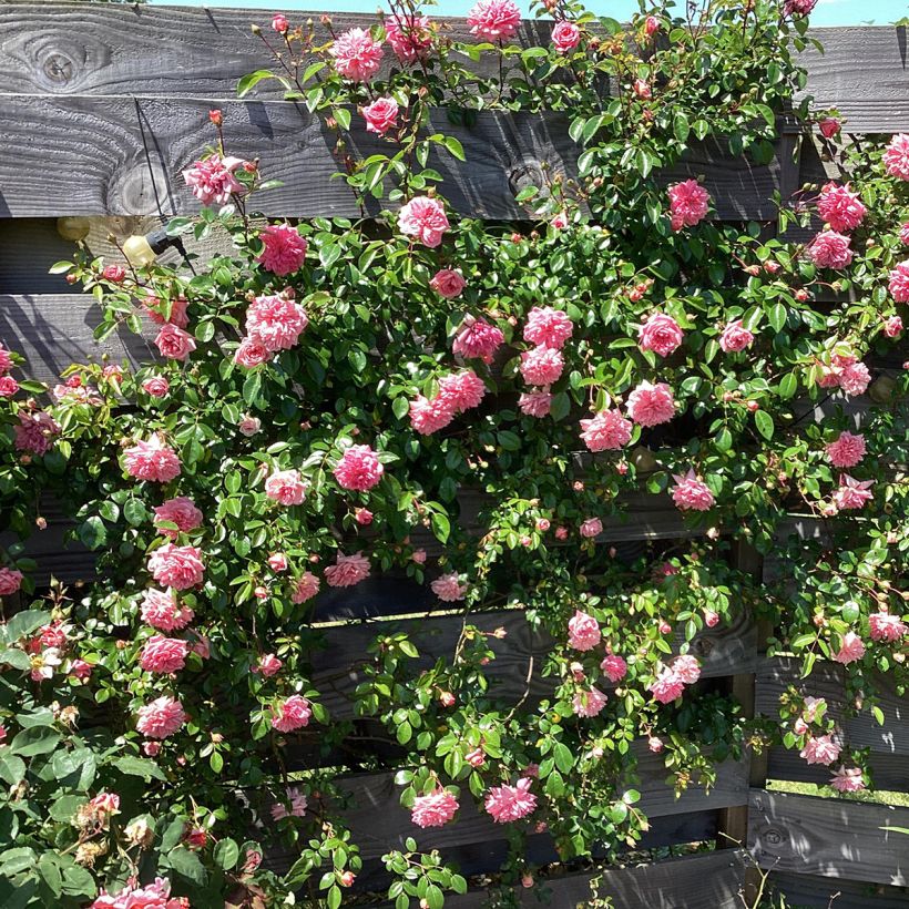 Rosa Paul Transon - Klimroos (Groeiplaats)