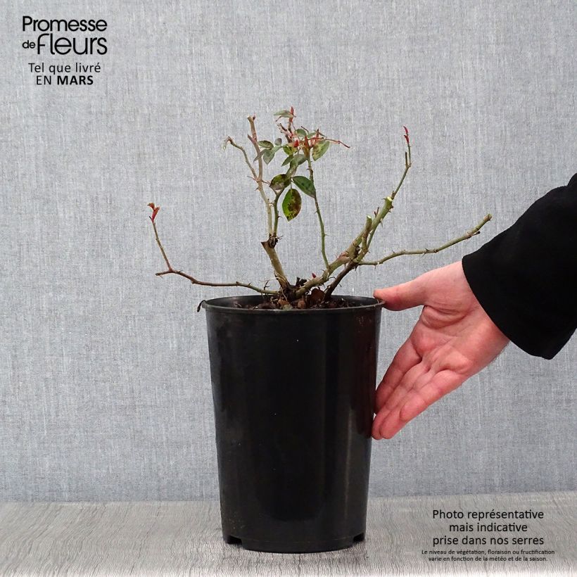 Exemplaar van Rosa Paul Transon - Klimroos Pot van 4 l/5 l zoals geleverd in de winter