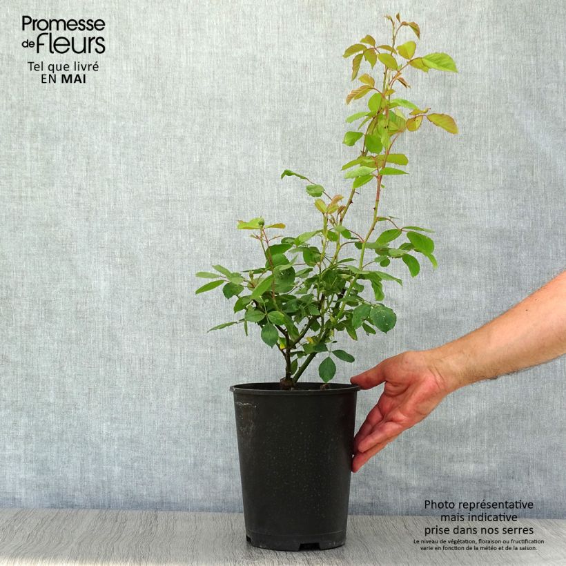 Exemplaar van Rosa Paul's Scarlet Climber - Klimroos Pot van 4 l/5 l zoals geleverd in de lente