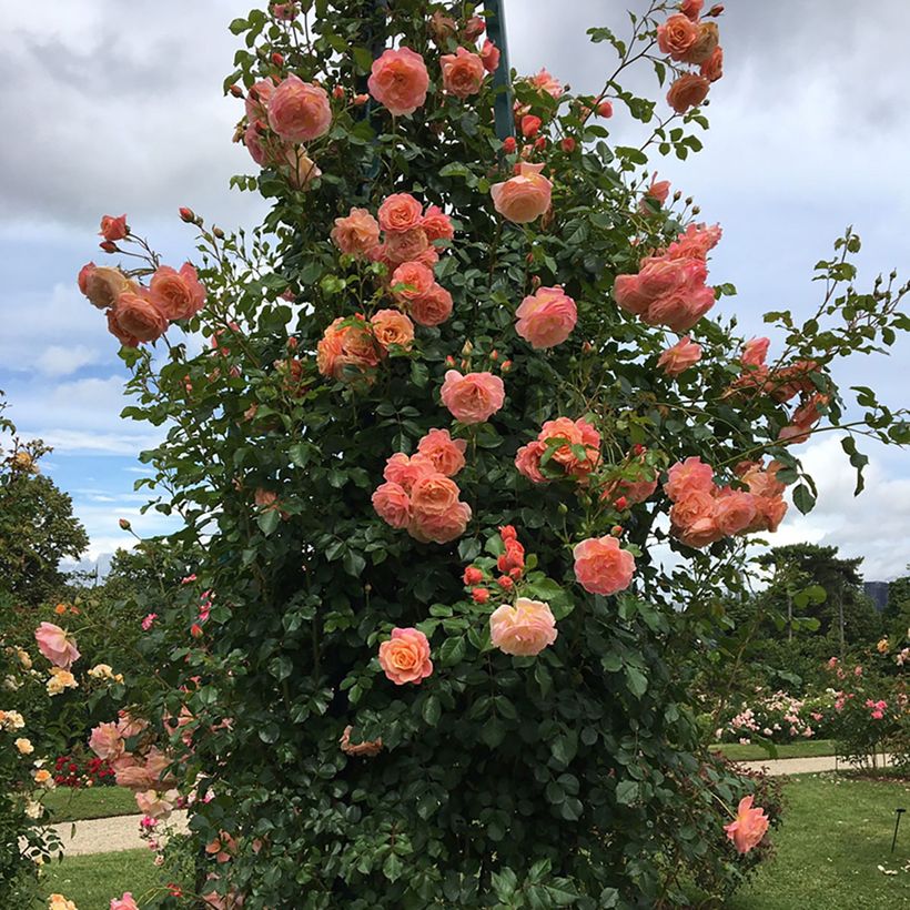 Rosa Peach Melba - Klimroos (Groeiplaats)