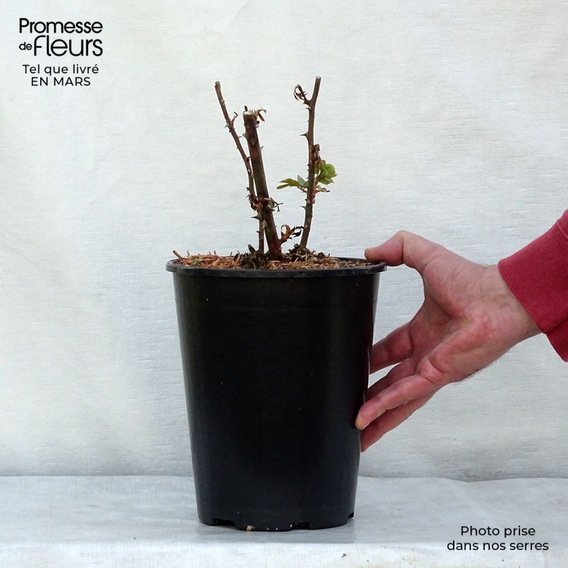 Example of Rosa Pink Cloud - Grootbloemige klimroos Pot van 4 l/5 l as you get in printemps