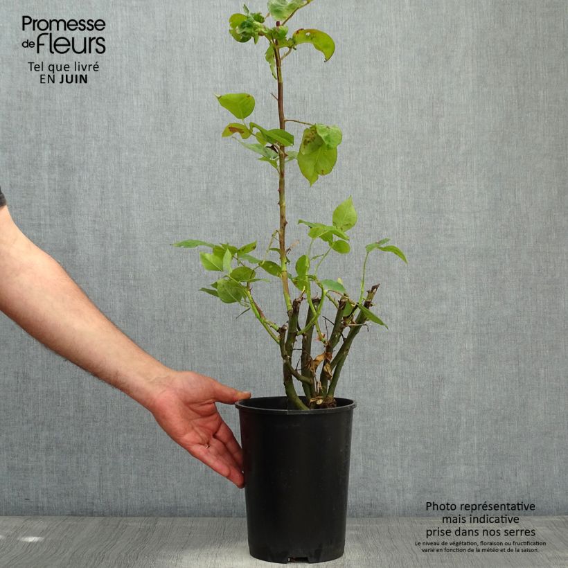 Example of Rosa Pirate - Grootbloemige Klimroos Pot van 4 l/5 l as you get in printemps