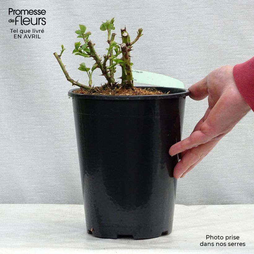 Example of Rosa Polka - Grootbloemige Klimroos Pot van 4 l/5 l as you get in printemps
