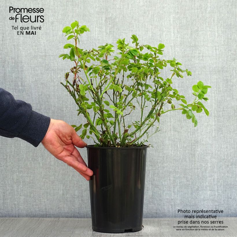 Exemplaar van Rosa Rambling Rosie - Klimroos Pot van 4 l/5 l zoals geleverd in de lente