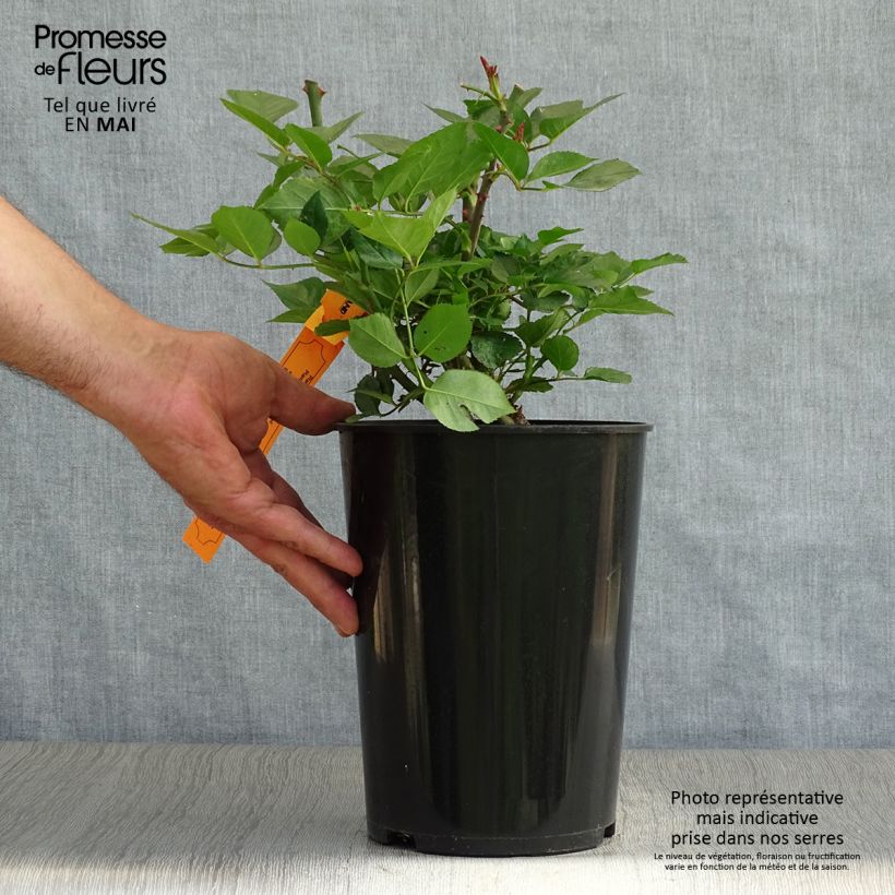 Example of Rosa Red Eden Rose - Klimroos Pot van 4 l/5 l as you get in printemps