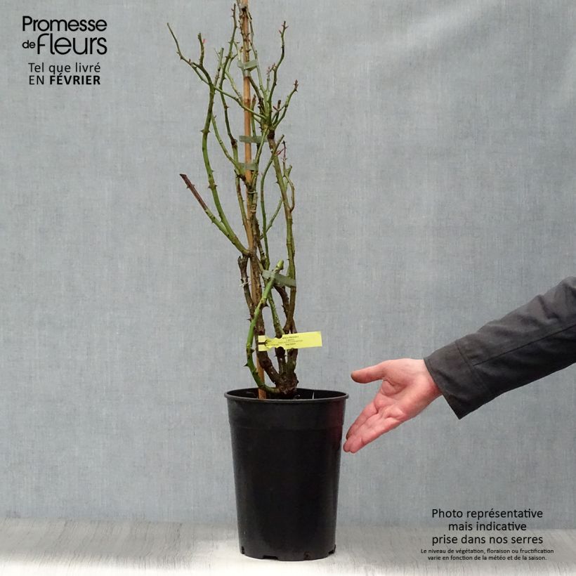 Example of Rosa Rose de Perouges - Klimroos Pot van 4 l/5 l as you get in hiver