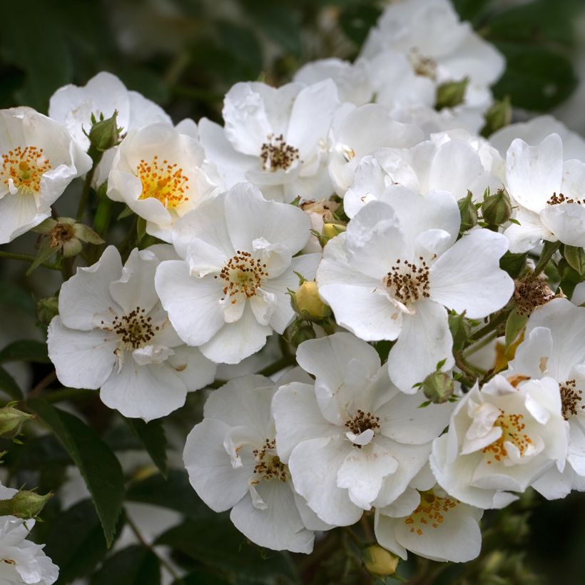 Rosa Seagull - Klimroos (Flowering)