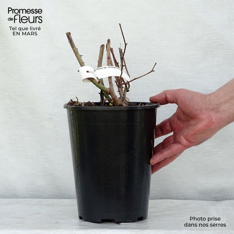 Exemplaar van Rosa Sénégal - Grootbloemige Klimroos Pot van 4 l/5 l zoals geleverd in de winter