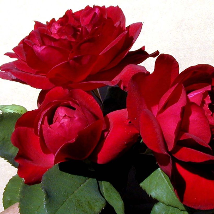 Rosa Sénégal - Grootbloemige Klimroos (Flowering)