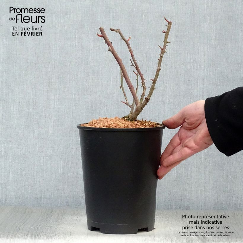 Exemplaar van Rosier grimpant Shining Beauty Pot de 4L/5L zoals geleverd in de winter