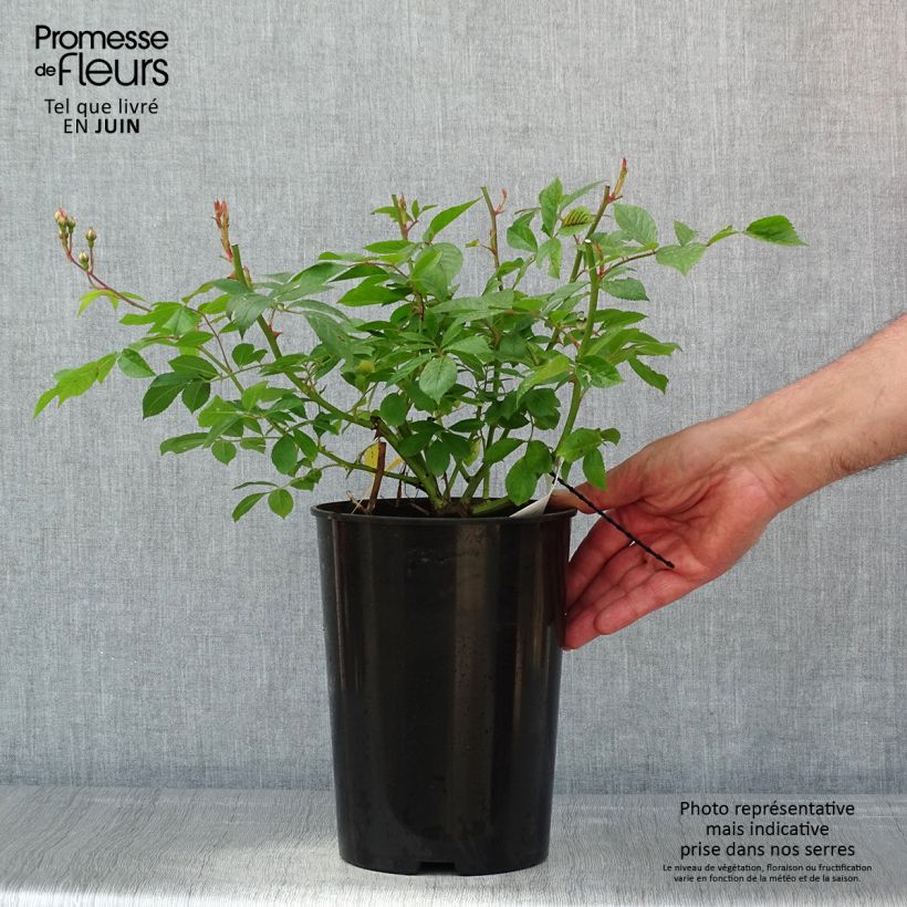 Example of Rosa Lavender Siluetta - Klimroos Pot van 4 l/5 l as you get in printemps