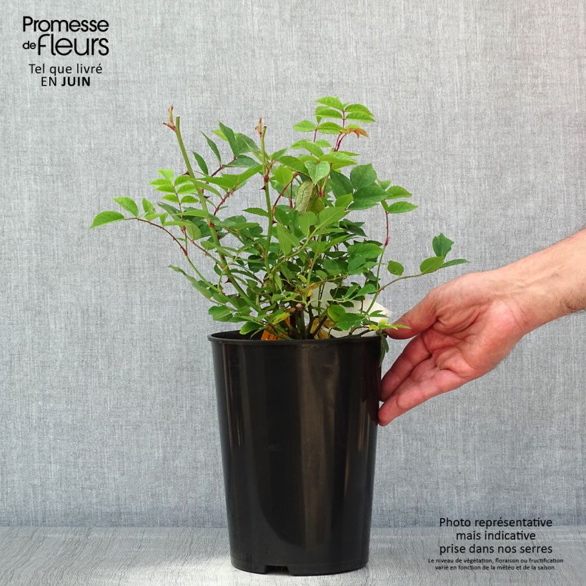 Example of Rosa Romantic Siluetta - Klimroos Pot van 4 l/5 l as you get in printemps