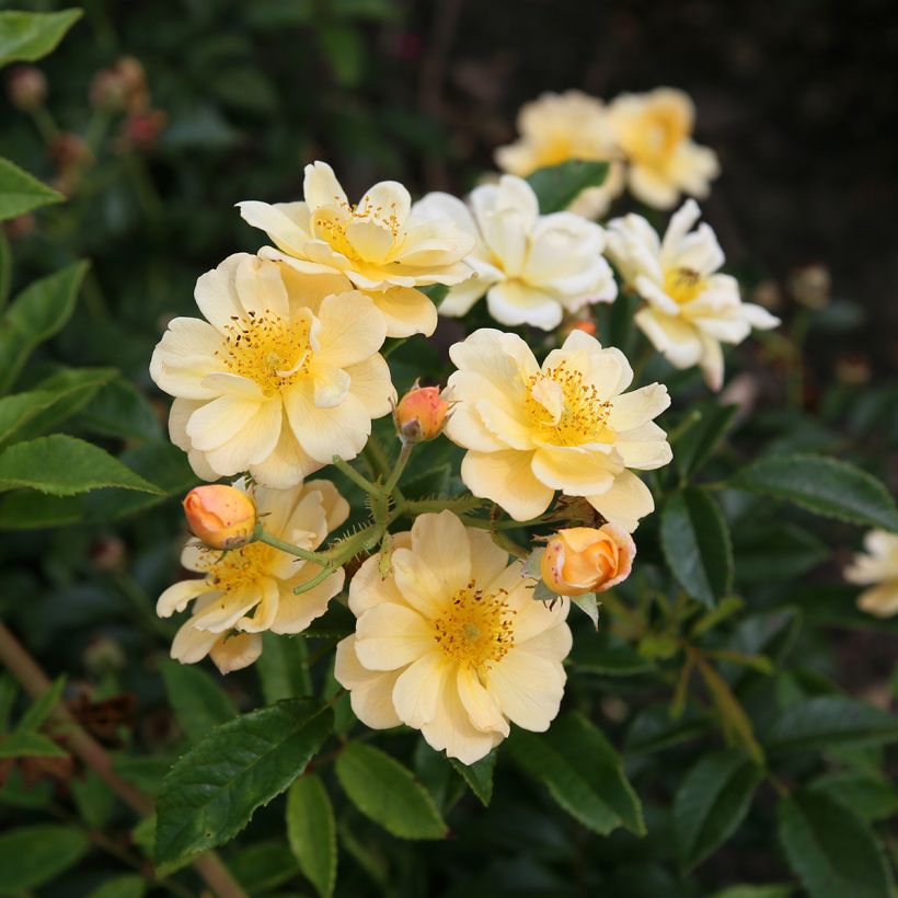 Rosa Sunny Siluetta - Klimroos (Flowering)