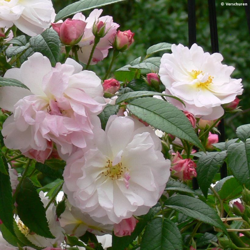Rosa Sweet Siluetta - Klimroos (Flowering)