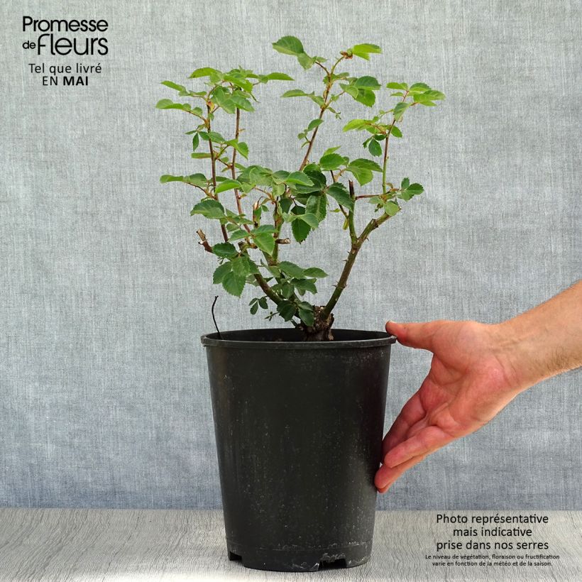 Example of Rosa Sympathie - Klimroos Pot van 4 l/5 l as you get in printemps