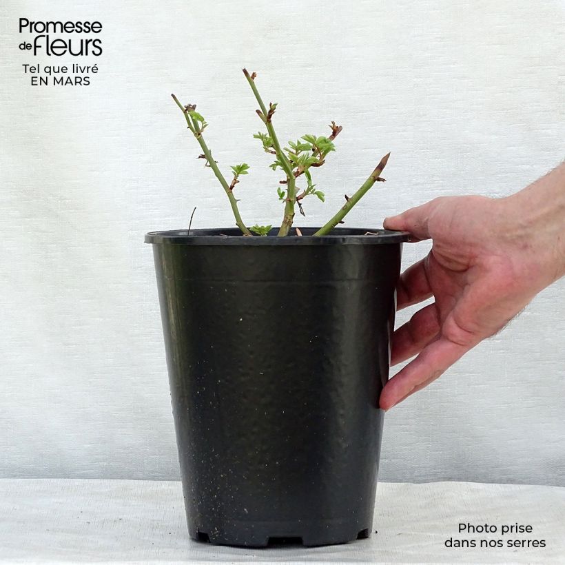 Example of Rosa Veilchenblau - Klimroos Pot van 4 l/5 l as you get in printemps