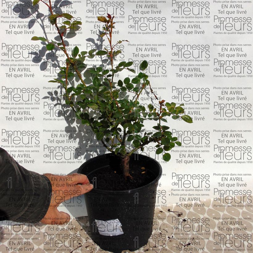 Example of Rosa Valse - Klimroos Pot van 4 l/5 l as you get