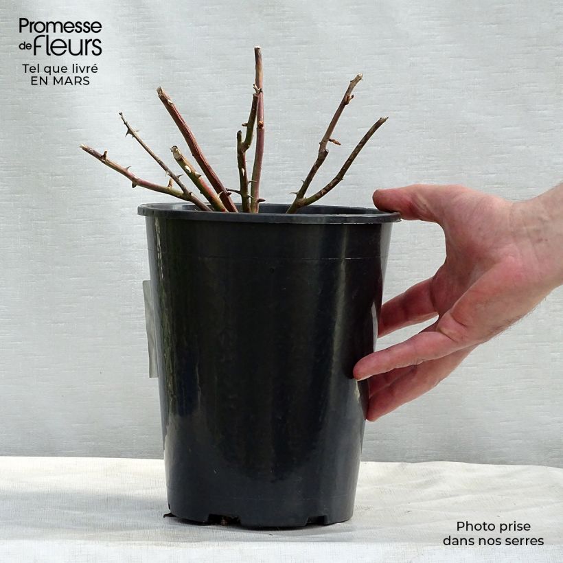 Exemplaar van Rosa White New Dawn - Doorbloeiende klimroos Pot van 4 l/5 l zoals geleverd in de lente