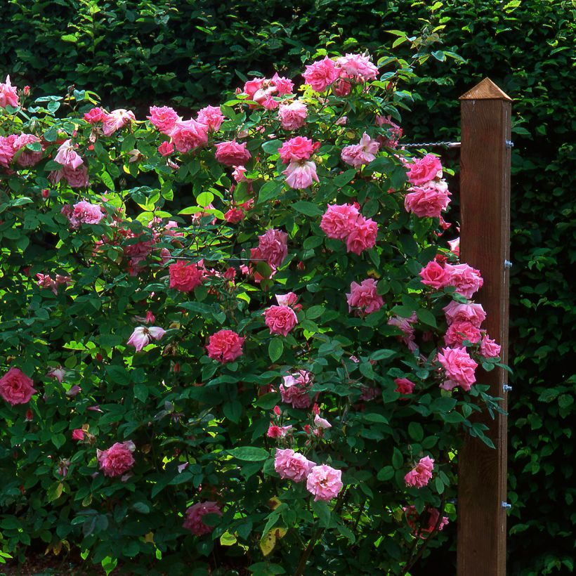 Rosa Zephirine Drouhin - Doorbloeiende Klimroos (Groeiplaats)