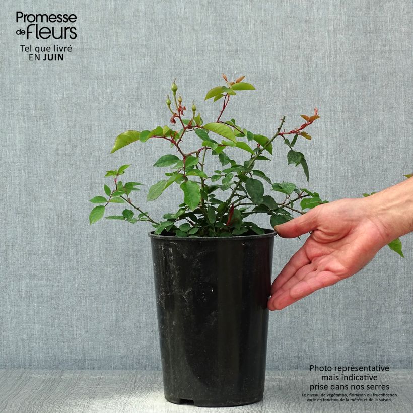 Exemplaar van Rosa Adelaide d'Orleans - Ramblerroos Pot van 4 l/5 l zoals geleverd in de lente