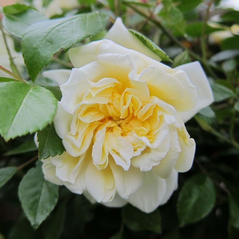Rosa Albéric Barbier - Ramblerroos (Bloei)