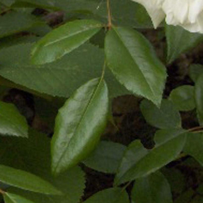 Rosa Albéric Barbier - Ramblerroos (Blad)