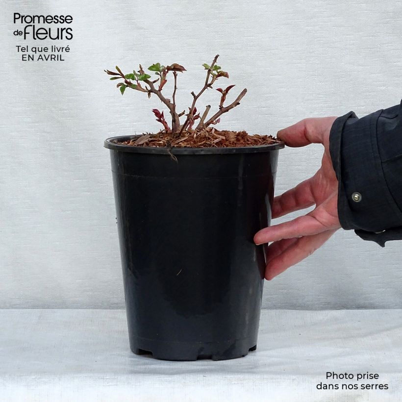 Exemplaar van Rosa Albéric Barbier - Ramblerroos Pot van 4 l/5 l zoals geleverd in de lente