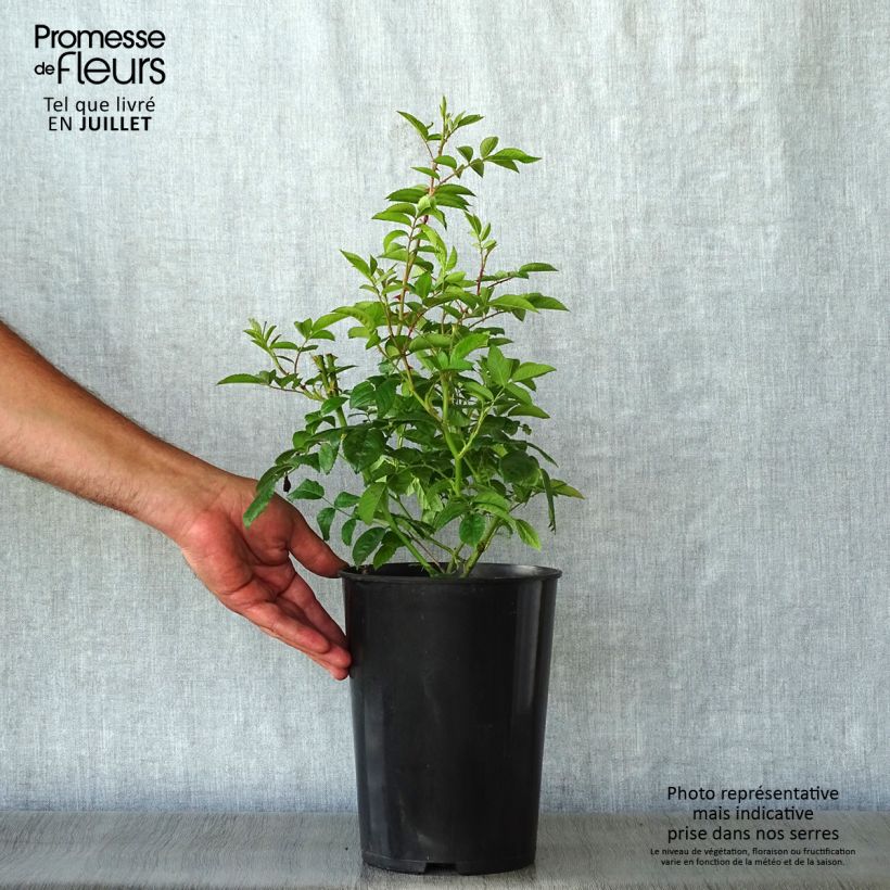 Exemplaar van Rosa Blush Rambler - Historische klimroos Pot van 4 l/5 l zoals geleverd in de zomer