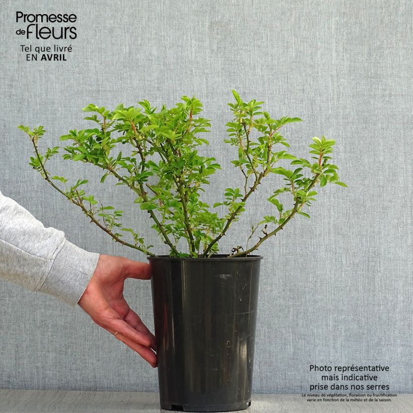 Example of Rosa Blush Rambler - Historische klimroos Pot van 4 l/5 l as you get in printemps