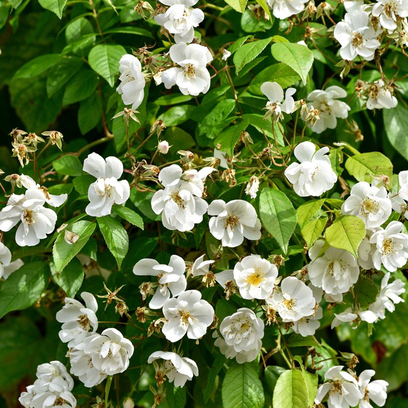 Rosa Bobbie James - Ramblerroos (Blad)