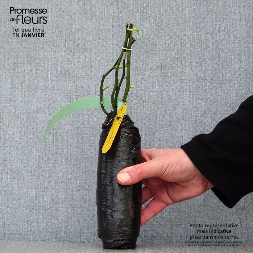 Exemplaar van Rosa Félicité et Perpétue - Ramblerroos In kluit zoals geleverd in de winter