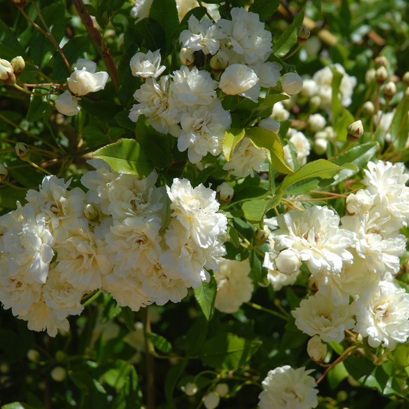 Rosa Paul's Himalayan Musk - Ramblerroos (Blad)