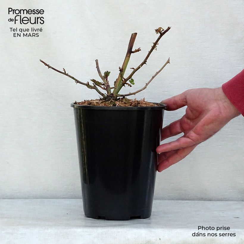 Example of Rosa Paul's Himalayan Musk - Ramblerroos Pot van 4 l/5 l as you get in printemps