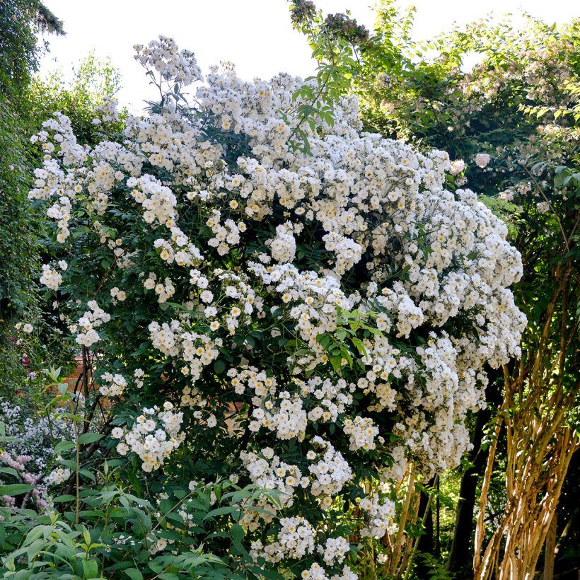 Rosa Rambling Rector - Ramblerroos (Plant habit)